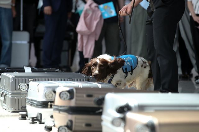 해외에서 입국한 여성이 마약 소지를 안했는데 몸수색을 받은 것과 관련해 논란이 되자 관세청은 불가피한 조치라고 밝혔다. 사진은 지난 6월18일 인천공항에서 열린 제38회 세계 마약퇴치의 날 기념 캠페인 행사에서 마약탐지견이 탐지 시연을 하는 모습. /사진=뉴스1 
