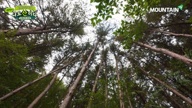 가을정취를 물씬 느낄수 있는 호명산은 가을산행으로 제격이다. 사진은 가평 호명산, 울창한 잣나무 숲. /사진=마운틴TV 제공