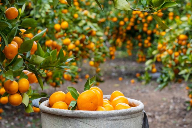 상자에 귤을 가득 담으면 터지거나 상할 위험이 있어 0.5㎏을 빼고 보낸다는 얘기에 누리꾼들이 황당해하고 있다. /사진=이미지투데이