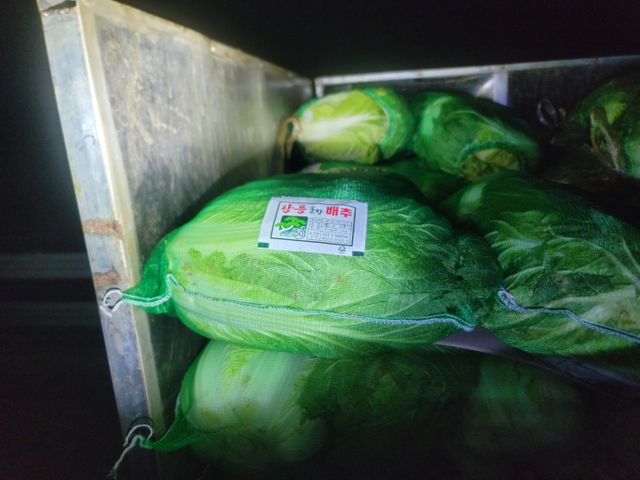 김장철이 다가오는 가운데 충남 서산에서 수확한 배추가 강원 강릉산 배추로 둔갑해 시장에 출하되고 있다. 강릉산 배추로 위장된 서산 배추의 모습./사진=뉴시스