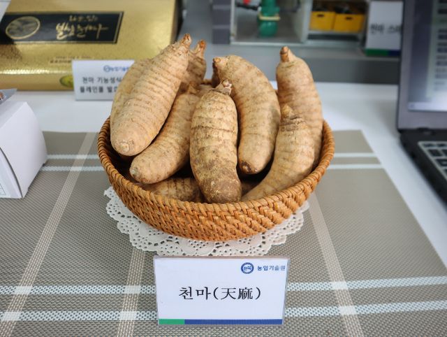 요리사들도 대부분 생소하게 여기는 식재료 '천마'를 맛보기 위해 산지인 전라북도 무주를 찾았다. 천마가 바구니 안에 담겨 있다. /사진=다이어리알