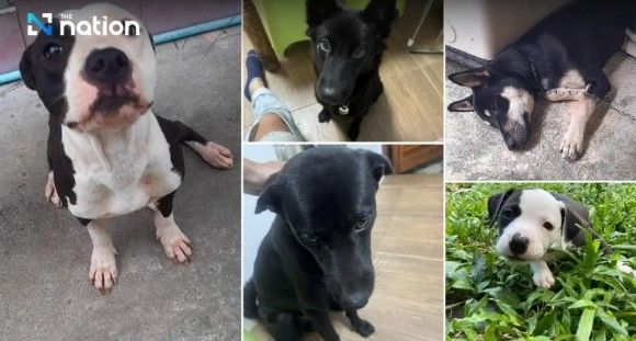 태국에서 반려견을 잡아먹은 남성이 동물학대 혐의로 기소됐다. /사진=태국 현지 매체 '네이션' 캡처