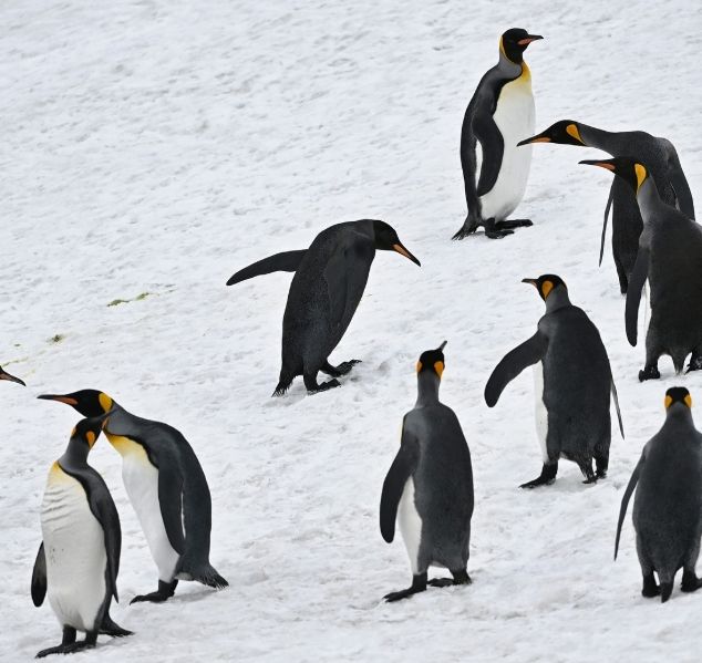 남다른 외형의 펭귄 한 마리가 온라인에서 화제되고 있다. 검은 펭귄이 무리에 속해있는 모습./사진=인스타그램