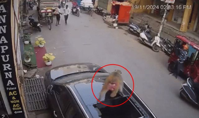 고층 건물에서 떨어진 원숭이가 길가에 주차된 자동차 선루프로 떨어져 목숨을 건진 일이 발생했다. /사진=엑스(X·옛 트위터)