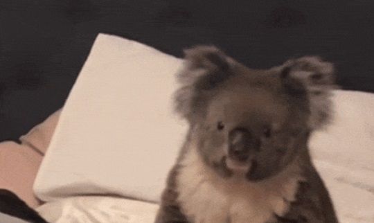 야생 코알라가 가정집 안방까지 들어온 영상이 공개됐다. 사진은 침대에 올라가 있는 코알라. /사진=틱톡 캡처