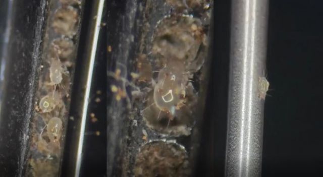  현대인의 필수품이 된 휴대전화에서 다량의 진드기가 서식한다는 증거 영상이 공개돼 충격을 안겼다. /사진=레드바이블