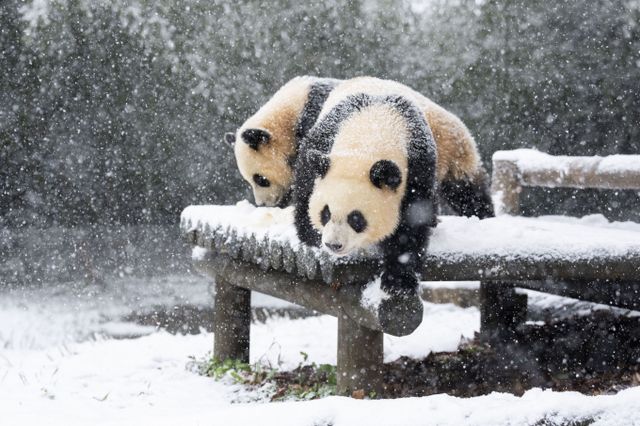 쌍둥이 아기 판다가 태어나서 처음으로 겨울 눈을 경험했다. /사진=삼성물산 리조트부문 제공