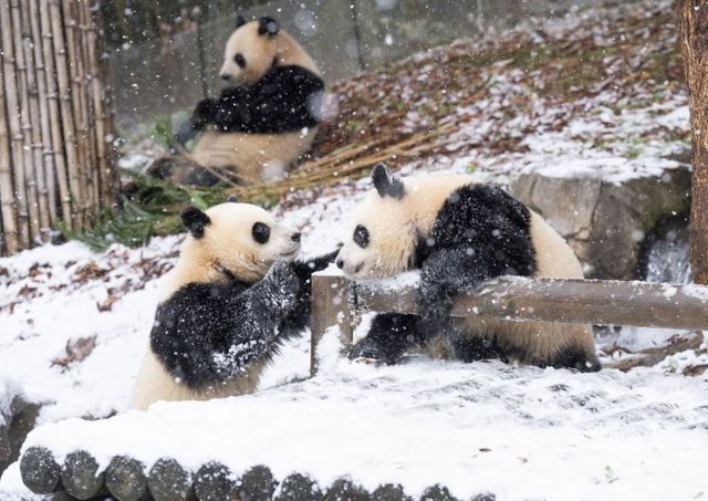 쌍둥이 아기 판다가 태어나서 처음으로 겨울 눈을 경험했다. /사진=삼성물산 리조트부문 제공