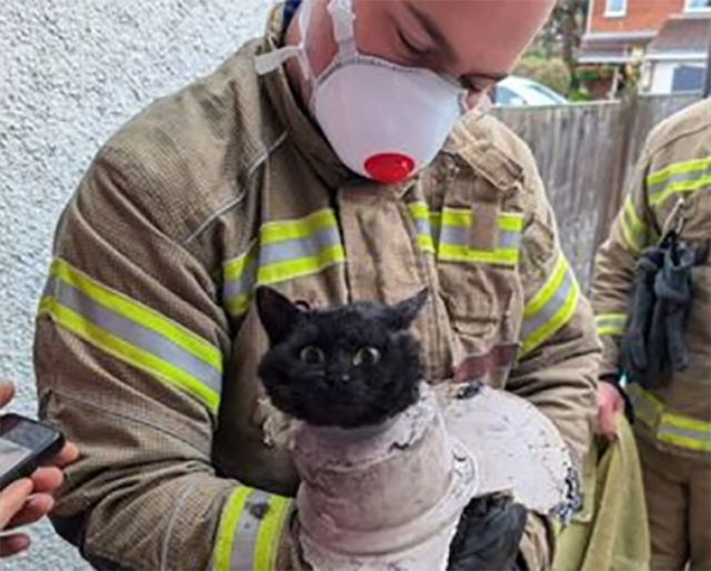 고양이 한마리가 배수관에 끼어있다가 구조됐다. /사진=클리브돈 소방서 페이스북 캡쳐