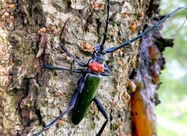 일본 과수원들이 외래종 딱정벨레로 골머리를 앓고 있다. 사진은 벚나무사향하늘소 모습. /사진=아사히 신문 캡처