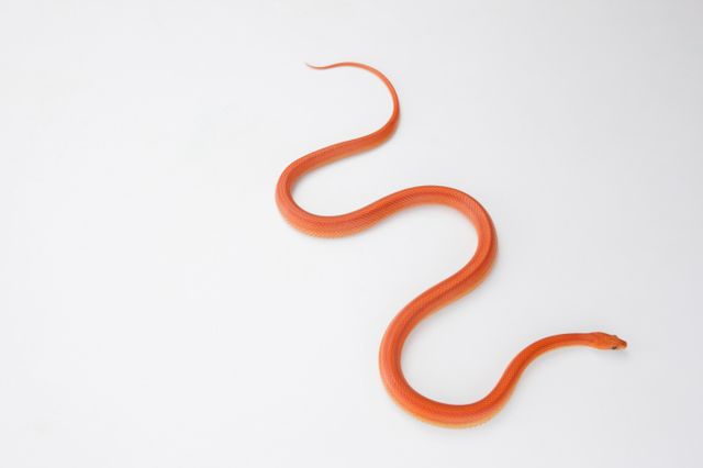 수개월째 연락이 두절된 세입자가 애완용 도마뱀과 뱀을 장기간 방치하게 해 경찰에 입건됐다. /사진=이미지투데이