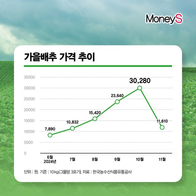  가을배추 10kg(그믈망 3포기)기준 지난 10월 초순 30,280원까지 치솟았지만 11월1일 11,610원까지 떨어지며 안정세를 찾아가고 있는 모양새다./그래픽=강지호 기자