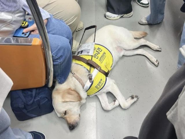 지하철에 쓰러져 자는 안내견을 깨우지 않기 위해 승객들이 조심하는 모습이 포착됐다. /사진=온라인 커뮤니티 갈무리