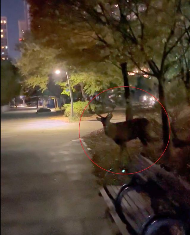 경기 수원시에서 거대 사슴이 시민을 공격하는 일이 벌어졌음에도 수원시는 사실상 문제를 방치하고 있다. 사진은 6일 경기 수원시 영통구 원천동 광교호수공원에 나타난 사슴 모습. /사진=뉴시스(독자 제공)