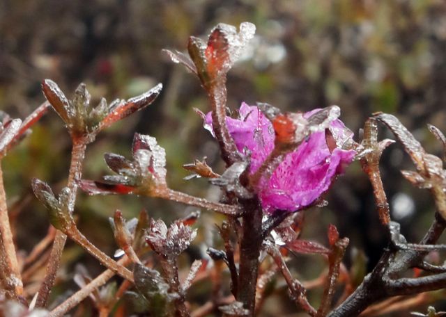 입동인 7일 서울에 첫 얼음이 관측되며 겨울의 시작을 알렸다. 사진은 지난 6일 제주 한라산국립공원 영실 탐방로에 올 가을 첫 상고대가 핀 모습. /사진=뉴스1