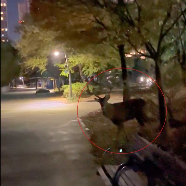 경기 수원시가 공원 산택로에서 시민을 공격한 '거대 사슴'을 포획하기로 결정했다. 사진은 광교일대에 나타난 거대 사슴의 모습./사진=뉴시스(독자 제공)