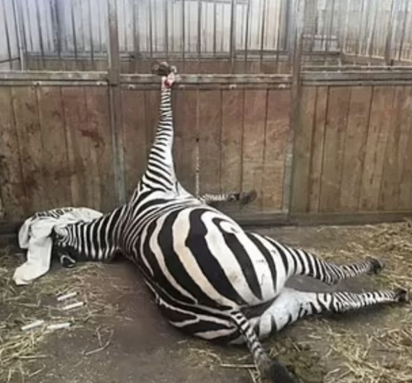 사육사가 호랑이에 물려죽고 500여 마리의 동물들이 3년 만에 폐사한 영국의 동물원이 문을 닫는다./사진=영국 데일리메일