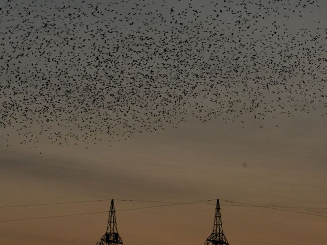 서울 강남구에서 까마귀로 인한 불편을 호소하는 민원이 늘어나고 있다. 율산서 군무를 이루고 있는 까마귀의 모습./사진=뉴시스