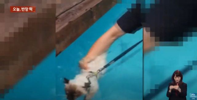 반려묘를 수영장에 풀어놓고 이를 즐기는 이기영의 모습./사진=JTBC