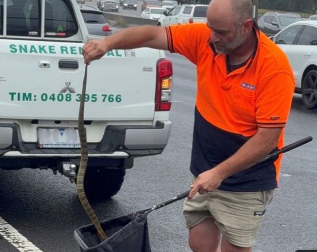 여성 운전자가 자신의 다리를 기어오르는 독사를 발견하고 빠르게 대처해 위기를 모면한 사연이 화제다. /사진=엑스(X·옛 트위터) 캡쳐