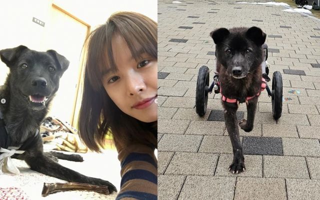 배우 조윤희가 구조한 반려견 킹콩이의 근황을 공개했다. /사진=조윤희 인스타그램