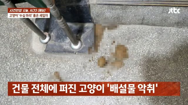  수십마리의 고양이를 키우면서도 위생 관리를 하지 않는 주민 때문에 이웃들이 고통받고 있다. /사진=JTBC '사건반장'