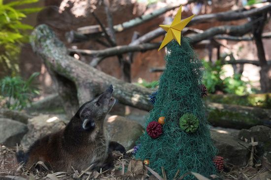 19일(현지시각) 콜롬비아 칼리 동물원에서 열린 크리스마스 기념행사에서 동물들이 크리스마스 트리 근처로 모이고 있다. /사진=로이터