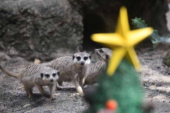 19일(현지시각) 콜롬비아 칼리 동물원에서 열린 크리스마스 기념행사에서 동물들이 크리스마스 트리 근처로 모이고 있다. /사진=로이터