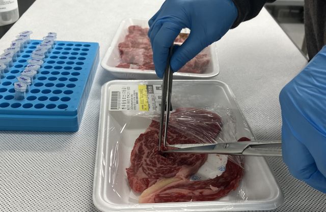 경기도동물위생시험소 한 직원이 한우 DNA 검사를 하는 모습. 사진제공=경기도 