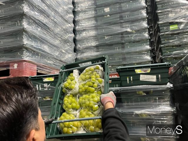 이마트가 후레쉬센터의 저장 기술과 자동화 설비, 현장 인력의 검수 등으로 고품질 저가격의 농산물을 판매하고 있다. 23일 오전 경기 이천시 후레쉬센터에서 관계자가 저장된 샤인머스켓을 들어 보이고 있다. /사진=김서현 기자