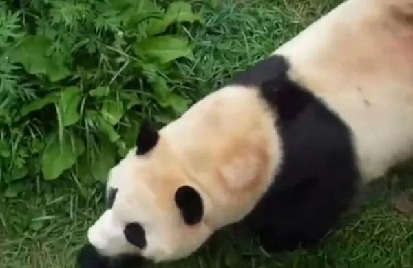 푸바오가 사는 중국 쓰촨성 청두의 워룽 중화 자이언트 판다원 선수핑기지가 연말까지 폐쇄된다. 사진은 탈모로 추정되는 중국에서의 푸바오 모습. / 사진=CCTV 캡처