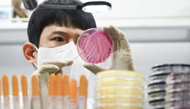 식중독 증상을 보인 육군 17사단 병사들이 섭취한 배추김치에서 노로바이러스균이 검출됐다. 사진은 지난 9월29일 경기 수원시 권선구 경기도보건환경연구원에서 감염병연구부 수인성질환팀 직원이 식중독균 배양검사를 하는 모습. 해당 기사와 상관없음. /사진=뉴스1