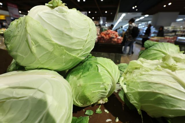 이번주 농산물 가격은 양배추가 내리고 감자가 올랐다. 서울 소재 유통매장에서 양배추가 판매되고 있다./사진=뉴스1