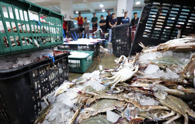 지난 9월2일 오전 인천 중구 경인서부수협위판장에서 꽃게 경매가 진행되고 있다. 사진은 기사 내용과 직접적인 관련이 없음./사진=뉴시스 전진환 기자 