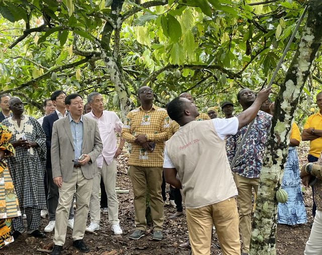 초콜릿의 주원료인 카카오 열매의 작황이 안 좋아지면서 신동빈 롯데그룹 회장이 '1조 브랜드'로 키우겠다고 점찍은 빼빼로의 글로벌 전략에도 숙제가 늘었다. 신 회장(왼쪽 두번째)이 지난 10월 가나 수훔(Suhum) 카카오 농장을 방문해 카카오 재배 환경에 대해 설명을 듣고 있다. /사진=롯데지주