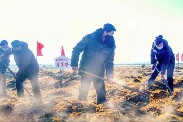 북한이 내년 초 농장에서 사용할 퇴비 마련을 위해 중고등학생들을 동원해 노동 시킨 것으로 전해졌다. 사진은 거름을 생산 중인 북한 농장원들의 모습./사진=뉴스1(평양노동신문)