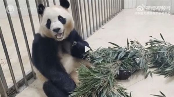 중국 쓰촨성 청두 판다기지가 최근 푸바오의 건강 이상설에 대해 사진을 공개하면서 해명했다. 사진은 푸바오 이상설에 대해 중국 판다센터 측이 공개한 모습. /사진=웨이보 캡처