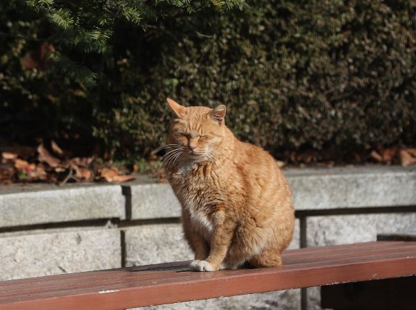 서울시가 동물 수의법의검사를 통해 사인과 학대 여부를 밝힐 예정이다. 사진은 지난해 10월 경기 의왕시 한 거리에 길고양이가 앉아 있는 모습. /사진=뉴스1