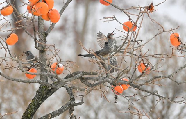절기상 대설인 7일은 전국에 가끔 구름이 많고 충청권과 전라권, 제주도는 흐리겠다. 사진은 직박구리들이 감나무에 앉아 홍시를 쪼아 먹는 모습. /사진=뉴시스