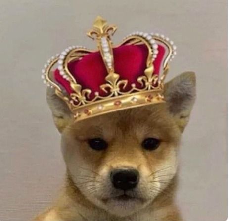 사진은 독위프햇(WIF) 상징 이미지. /사진=뉴스1