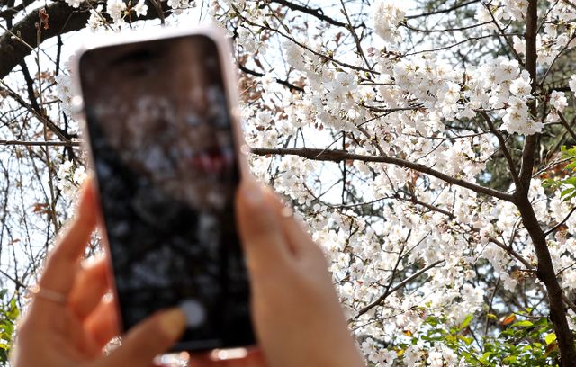 절기상 ‘춘분’인 지난 20일 대구 달서구 이월드에 벚꽃이 활짝 펴있다./사진=뉴시스