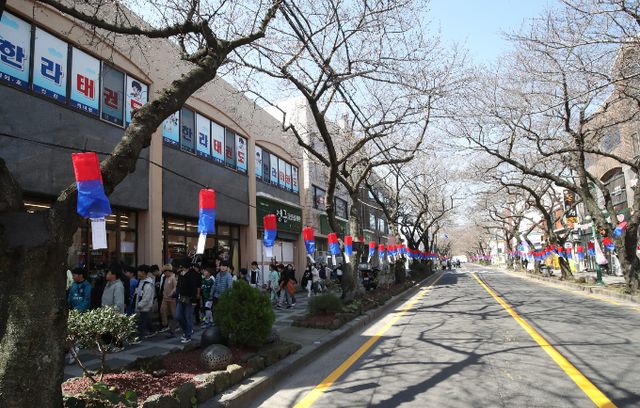 제17회 전농로 왕벚꽃 축제가 개막한 22일 오전 제주시 전농로에서 도민과 관광객들이 벚꽃이 피지 않은 거리를 거닐고 있다./사진=뉴스1