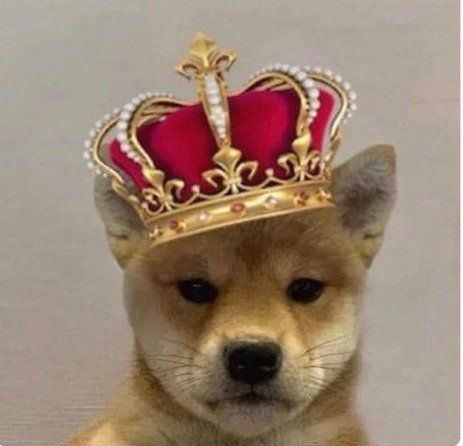 사진은 도그위프햇(WIF) 상징 이미지. /사진=뉴스1