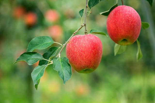 농람축산식품부에서 사과 농가 생육 상황을 점검한 결과 현재까지 사과 생육 상태가 양호한 것으로 나타났다. 사진은 기사와 직접적인 관련이 없음. /사진=이미지투데이