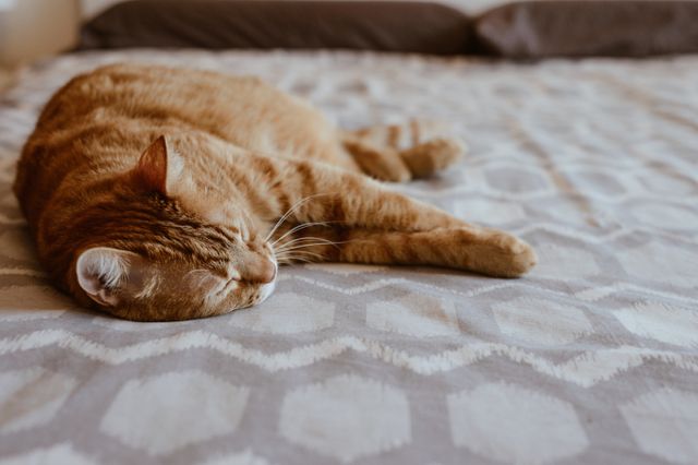 고양이들을 아파트에 가두고 방치한 상가포르 남성이 유죄를 선고받았다. 사진은 기사와 직접적인 관련 없음. /사진=이미지투데이