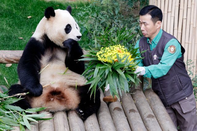 강철원 사육사가 지난 2일 SBS 예능프로그램 '푸바오와 할부지2'에 출연해 중국으로 떠나는 푸바오에게 감사 인사를 전했다. 사진은 지난 3일 푸바오에게 당근과 유채꽃을 선물하는 강 사육사. /사진=뉴스1