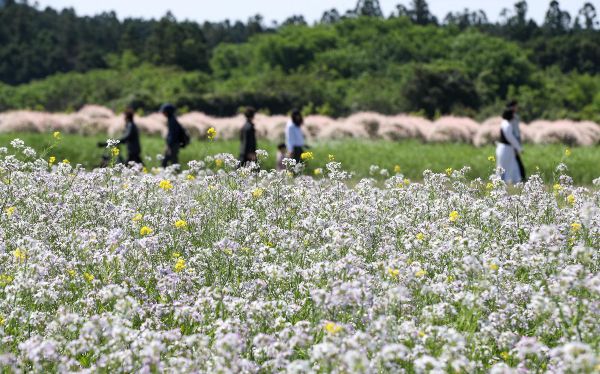 오는 3일 전국적으로 맑고 따뜻할 예정이다. 사진은 2일 오전 제주 서귀포시 표선면 보롬왓 농장을 찾은 관광객들. /사진=뉴시스