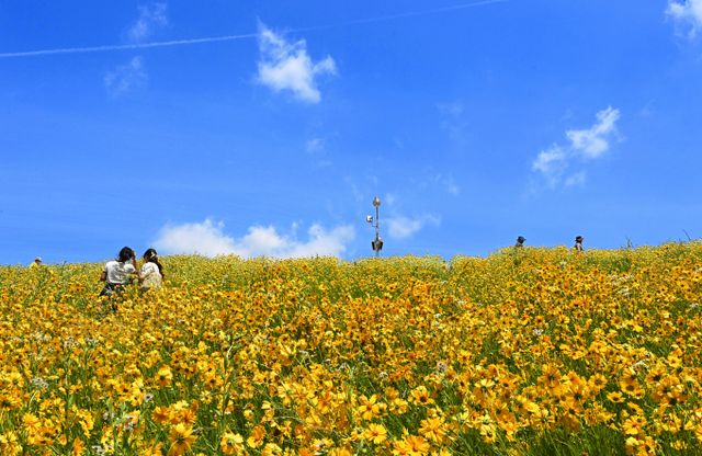 29일에는 전국이 대체로 맑을 것으로 보인다. 사진은 지난 27일 경기 수원시 장안구 광교저수지 둘레길에서 시민들이 금계국을 감상 중인 모습. /사진=뉴시스