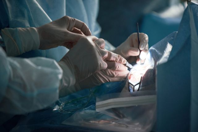 중국에서 세계최초로 의식이 있는 환자에게 돼지 간 이식 수술이 성공적으로 진행됐다. 사진은 기사와 무관한 자료사진. / 사진= 이미지투데이 