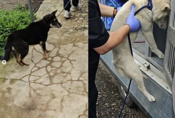 /사진=제주 행복이네 유기견 유기묘 보호소 인스타그램